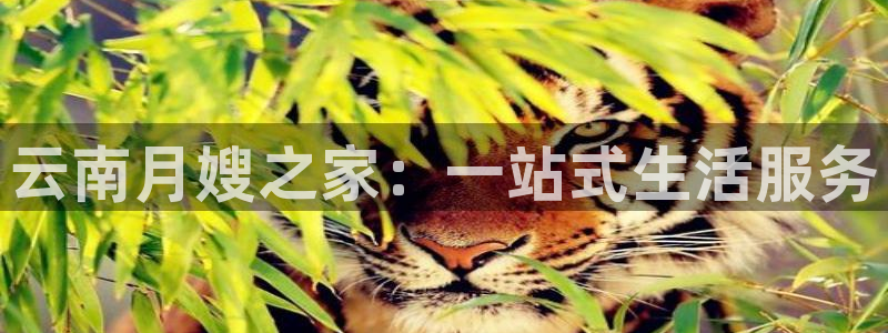 杏悦平台代理怎么做