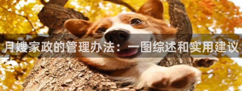 杏悦平台代理怎么做的