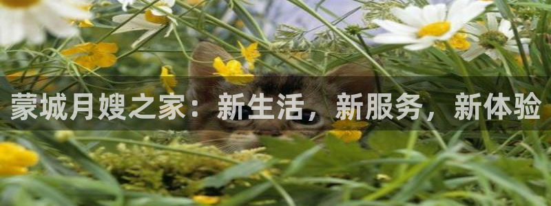 杏悦是什么平台